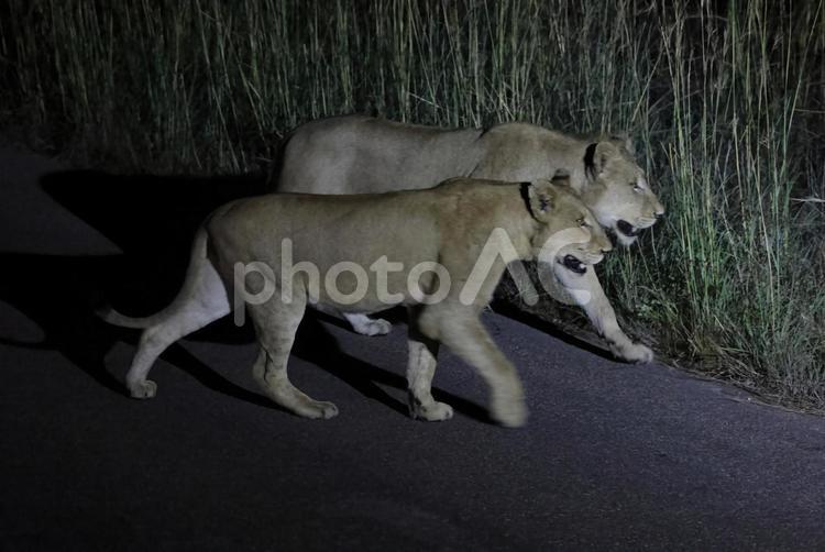 野生のライオンの群れ ライオン,夜間,群れの写真素材