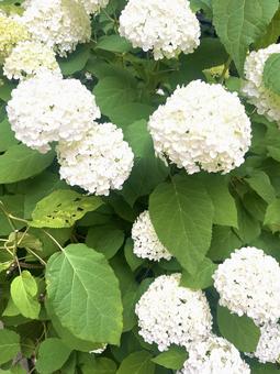 紫陽花 紫陽花の写真
