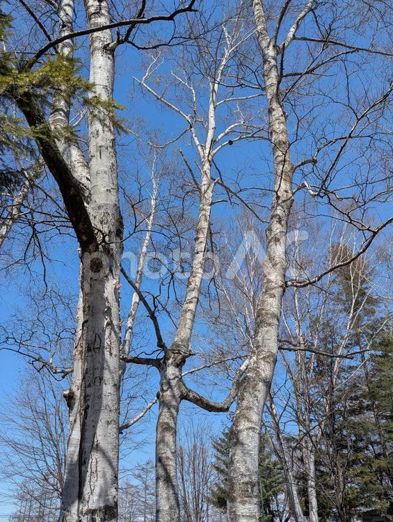 北海道　4月の公園　白樺 公園,北海道,春の写真素材