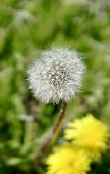 Dandelion fluff, JPG Dandelion fluff, JPG