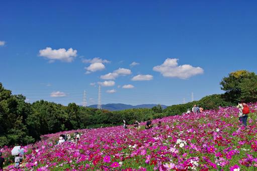 コスモス満開 コスモス満開 コスモス,秋桜,満開の写真素材
