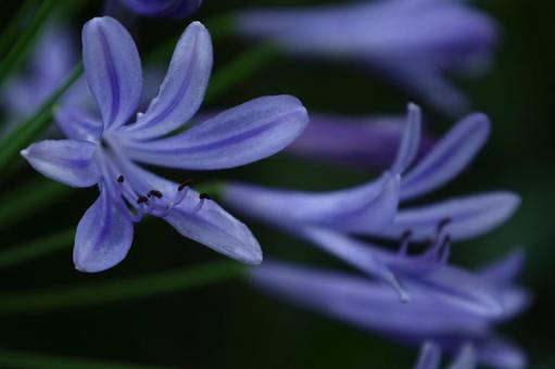 Photo, agapanthus, purple clam, murasaki kunsiran, 