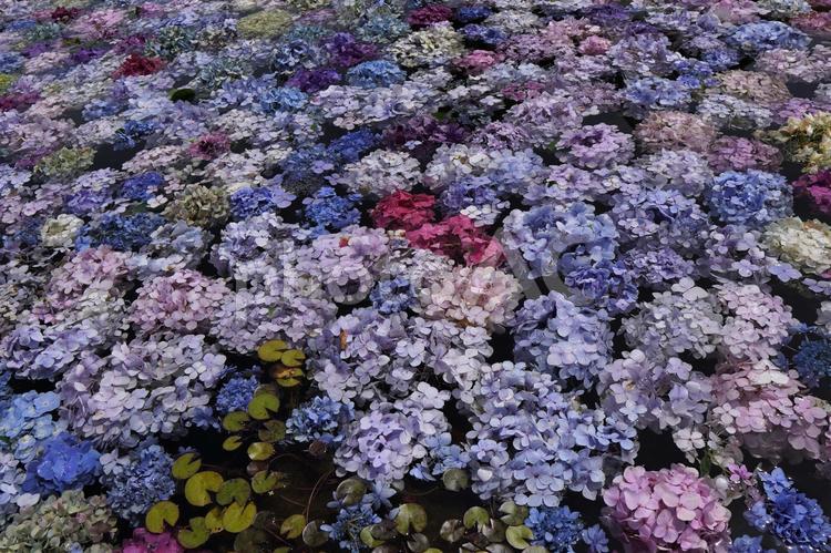 水に浮かぶアジサイの花 アジサイ,あじさい,紫陽花の写真素材