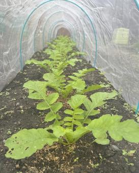 防虫ネットをした畑 防虫ネットをした畑 防虫ネット,野菜作り,野菜の写真素材