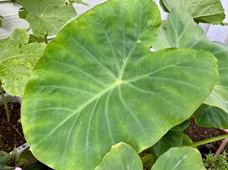 大きい里芋の葉っぱ 里芋,大きい,葉っぱの写真素材