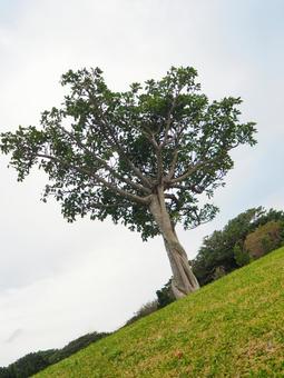 丘に立つ大きな木 丘に立つ大きな木の写真