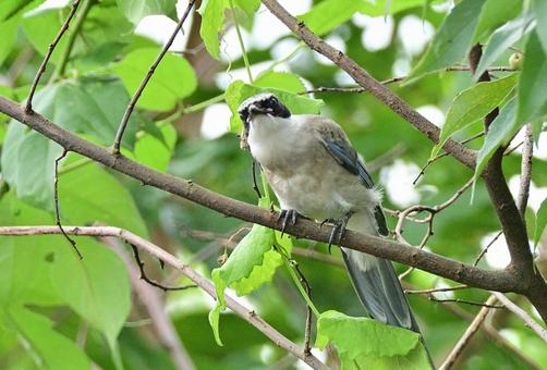 おはよう!オナガです おはよう!オナガです オナガ,鳥,自然の写真素材