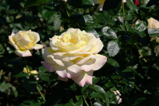 バラ・薔薇 ピース バラ・薔薇 ピースの写真