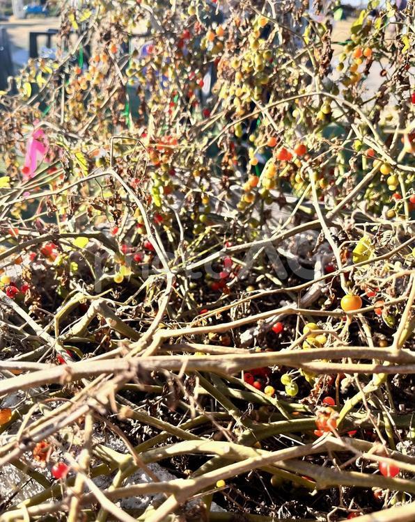 枯れた苗 苗,枯れ木,絡まるの写真素材