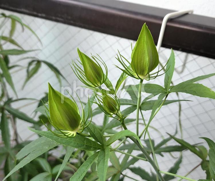 モミジアオイのつぼみ モミジアオイ,つぼみ,植物の写真素材