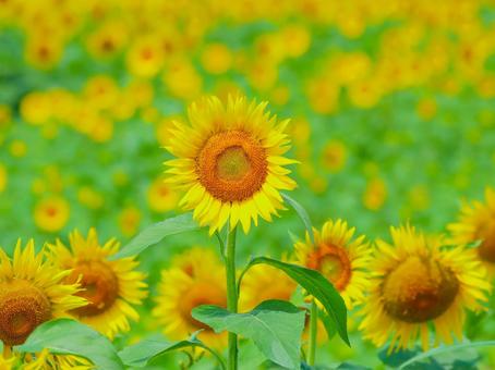 Sunflower, JPG Sunflower, JPG