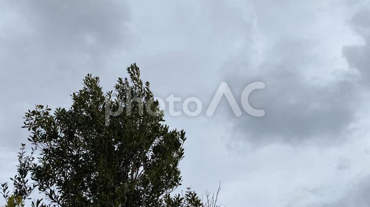 強風と樹木01 強風,曇り,曇り空の写真素材
