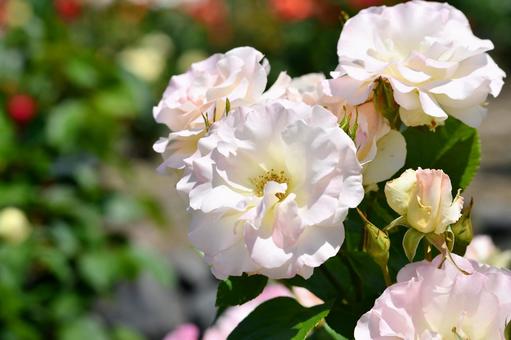 薔薇 マチルダ 薔薇 マチルダの写真