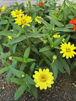 ジニア ジニア,黄色,花の写真素材