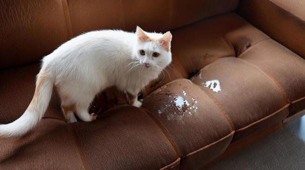 ソファで粗相する猫2 ソファで粗相する猫2の写真