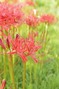 曼殊沙華(彼岸花) 曼殊沙華(彼岸花)の写真
