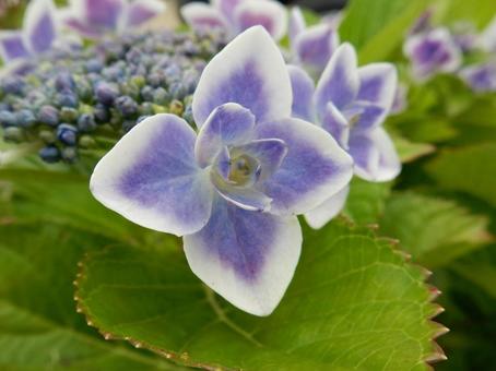 [Flower photo] Hydrangea flower, JPG