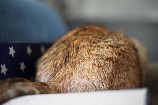 猫後ろ姿 ねこ,猫,ネコの写真素材