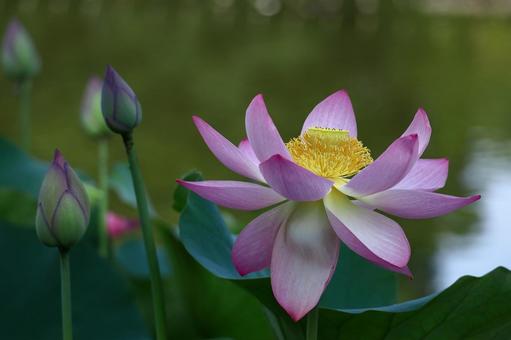 神聖な花 神聖な花 ハス,花,ハス科の植物の写真素材