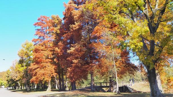 水元公園の紅葉・散歩道の木立（葛飾区） 秋,水元公園,紅葉の写真素材