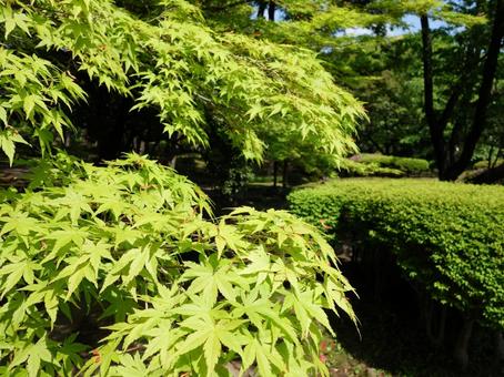 夏のもみじ 夏のもみじの写真