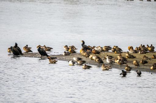 カモの群れ⑴ カモの群れ⑴ カモ,群れ,混群の写真素材
