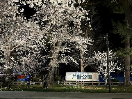 夜の芦野公園 桜,花見,芦野公園の写真素材