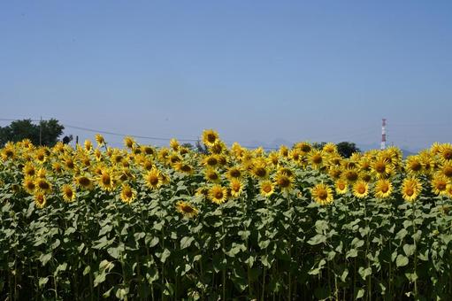 高崎市はにわの里公園で撮ったヒマワリ 高崎市はにわの里公園で撮ったヒマワリ ひまわり,ヒマワリ,自然の写真素材