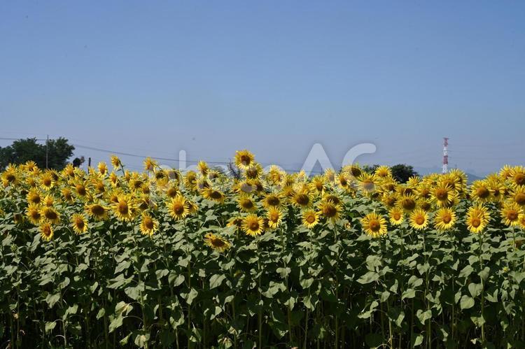 高崎市はにわの里公園で撮ったヒマワリ ひまわり,ヒマワリ,自然の写真素材