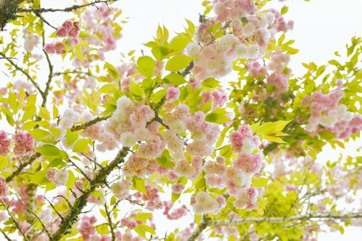 ピンクの八重桜　楊貴妃 楊貴妃,桜,ピンクの写真素材