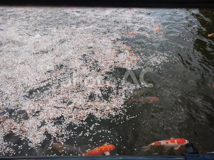 池に散る桜の花びらと鯉 桜,花びら,ピンクの写真素材