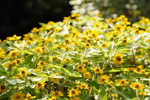 春の黄色いお花 自然,春の花,風景の写真素材