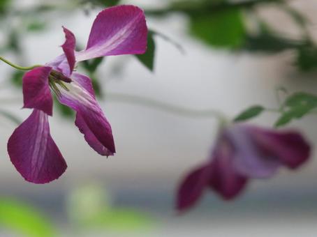 クレマチスの写真