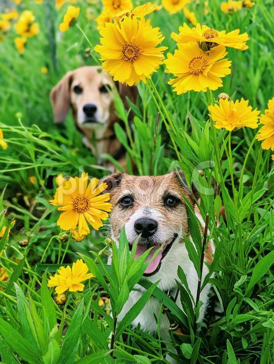 オオキンケイギクに埋もれちゃった ビーグル,小型犬,犬の写真素材