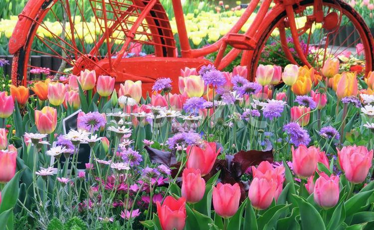 カラフル花壇と赤い自転車/とっとり花回廊 花壇,花,カラフルの写真素材
