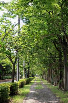 爽やかな夏の散歩道 爽やかな夏の散歩道の写真