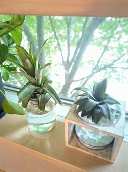 観葉植物　パイナップル　ピーチパインの写真