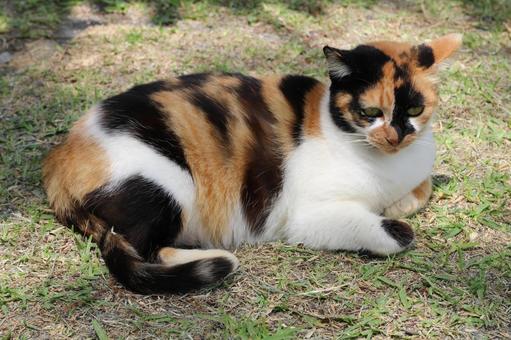 今帰仁城の三毛猫 今帰仁城の三毛猫 三毛猫,野良猫,今帰仁城の写真素材