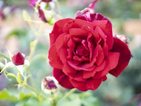 美しい赤い薔薇 美しい赤い薔薇の写真