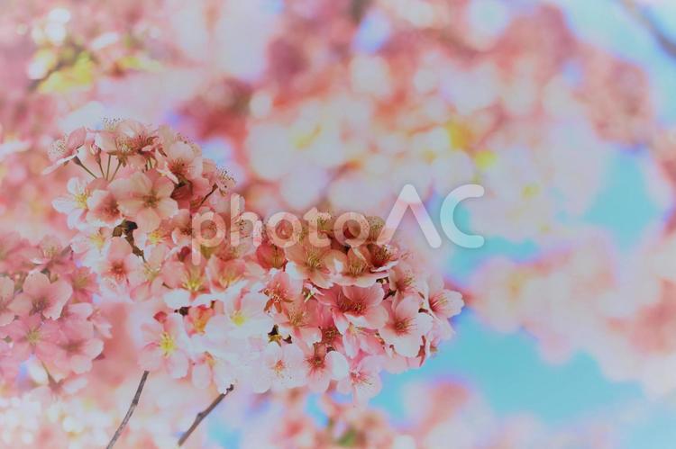 ファンタジックな桜で春のイメージ素材 桜,サクラ,空の写真素材