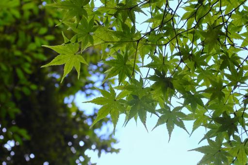 Summer: Green leaves at Akishino-dera Temple 2, JPG