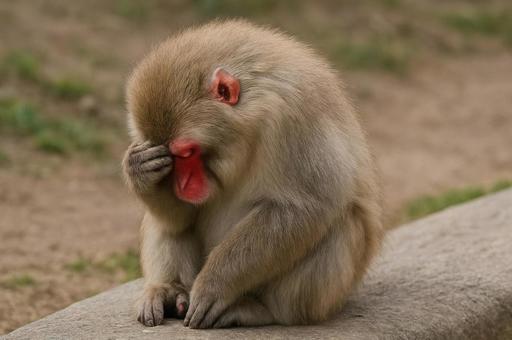 顔を隠す恥ずかしがり屋のサル・反省する猿 顔を隠す恥ずかしがり屋のサル・反省する猿の写真
