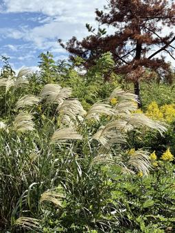 黄金色に輝くススキ　縦 ススキ,植物,秋の写真素材
