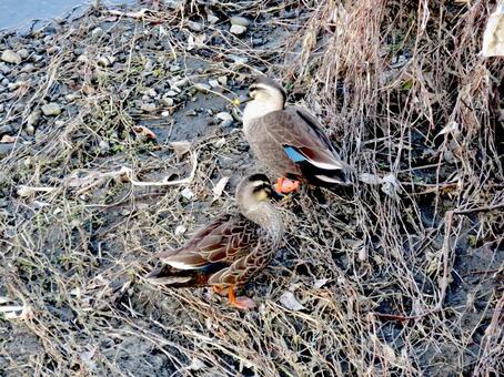河岸の枯れ草の上で休む2羽のカルガモ カルガモ,鳥,野鳥の写真素材