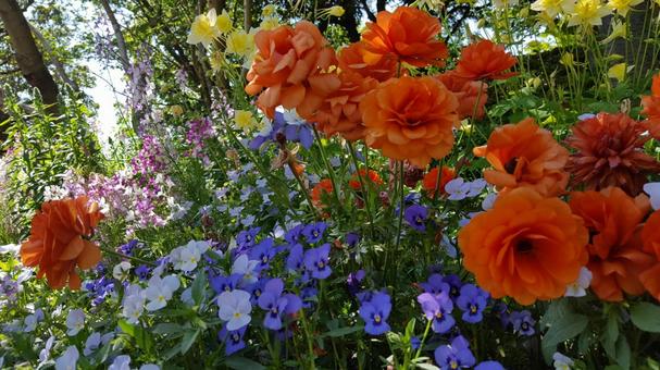 お花 お花の写真