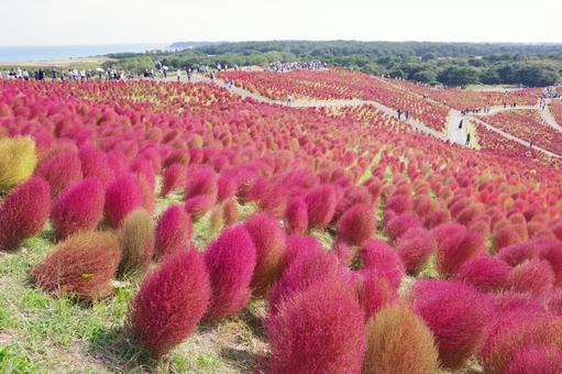 コキアの丘 コキア,紅葉,赤の写真素材