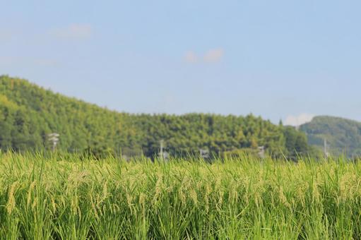 晩夏の水稲(横構図) 晩夏の水稲(横構図)の写真