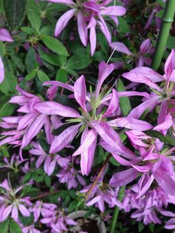 紫花 紫花の写真