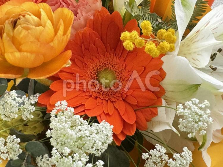アロエのイメージ お花,ブーケ,ガーデニングの写真素材