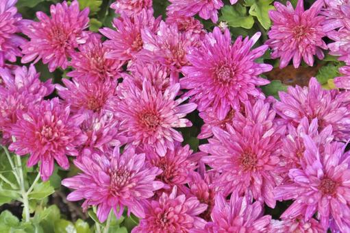 紫色の菊① 菊,紫,花の写真素材